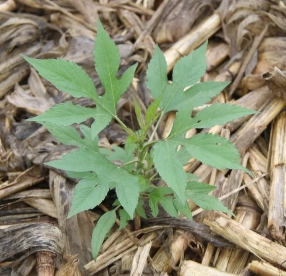 Annual Rock County Farm Integrated Weed Management Plot Tour
