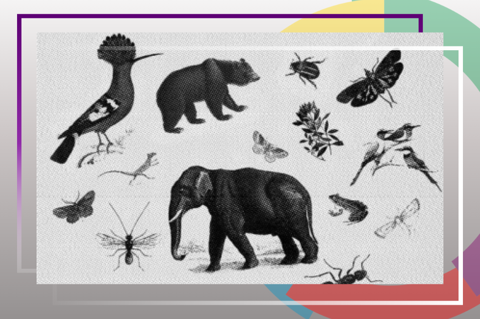 Doctors by Nature: How Ants, Apes, and Other Animals Heal Themselves | Author Talk