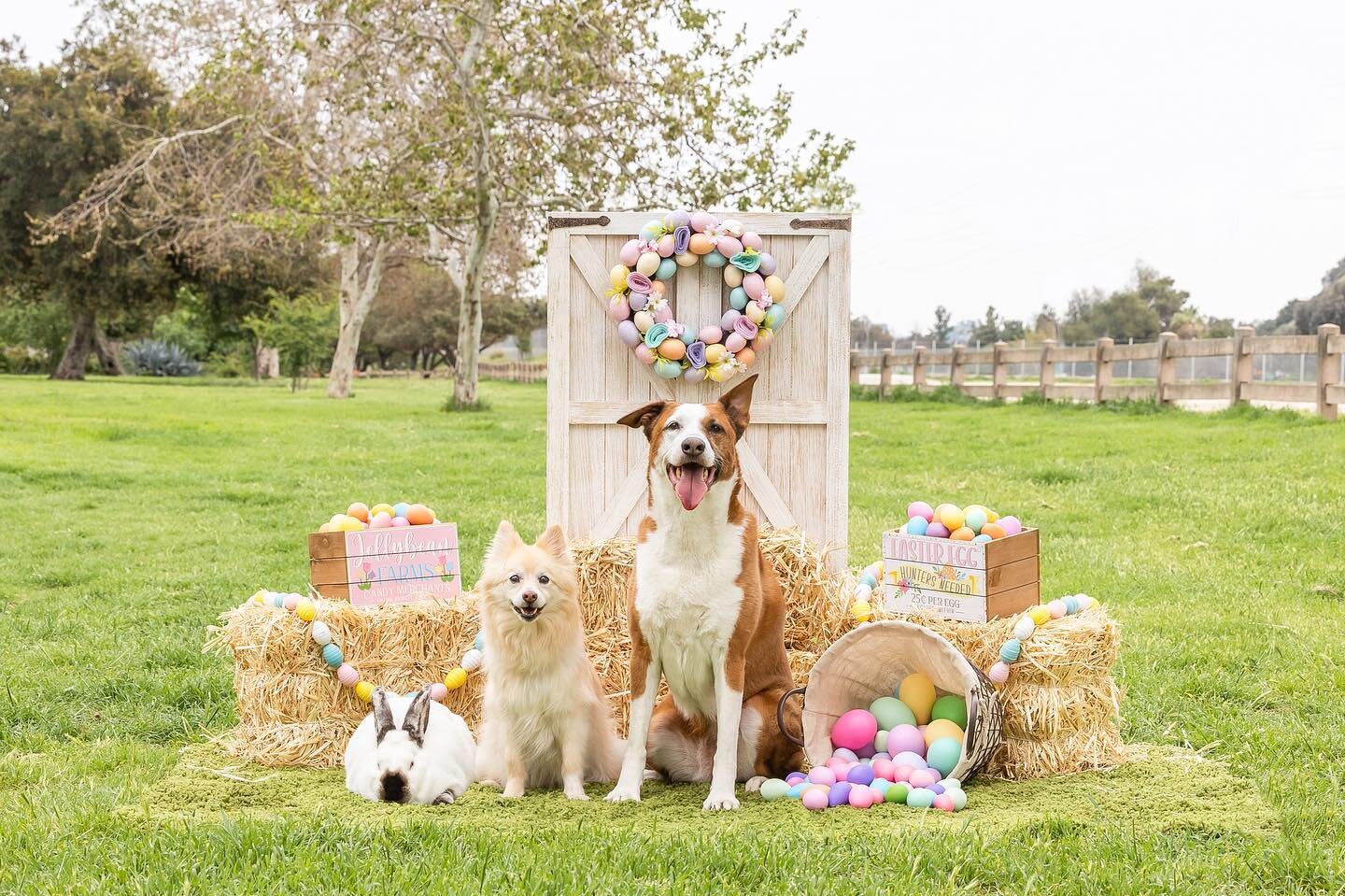 Spring is here, and we are excited to host another #DogTrainingToTheRescue free Ask-A-Trainer anything L!VE Zoom today!! 

Join us at 1pm pacific / 4pm eastern with your training and behavior questions&hellip; our topic is &ldquo;spring training&rdqu