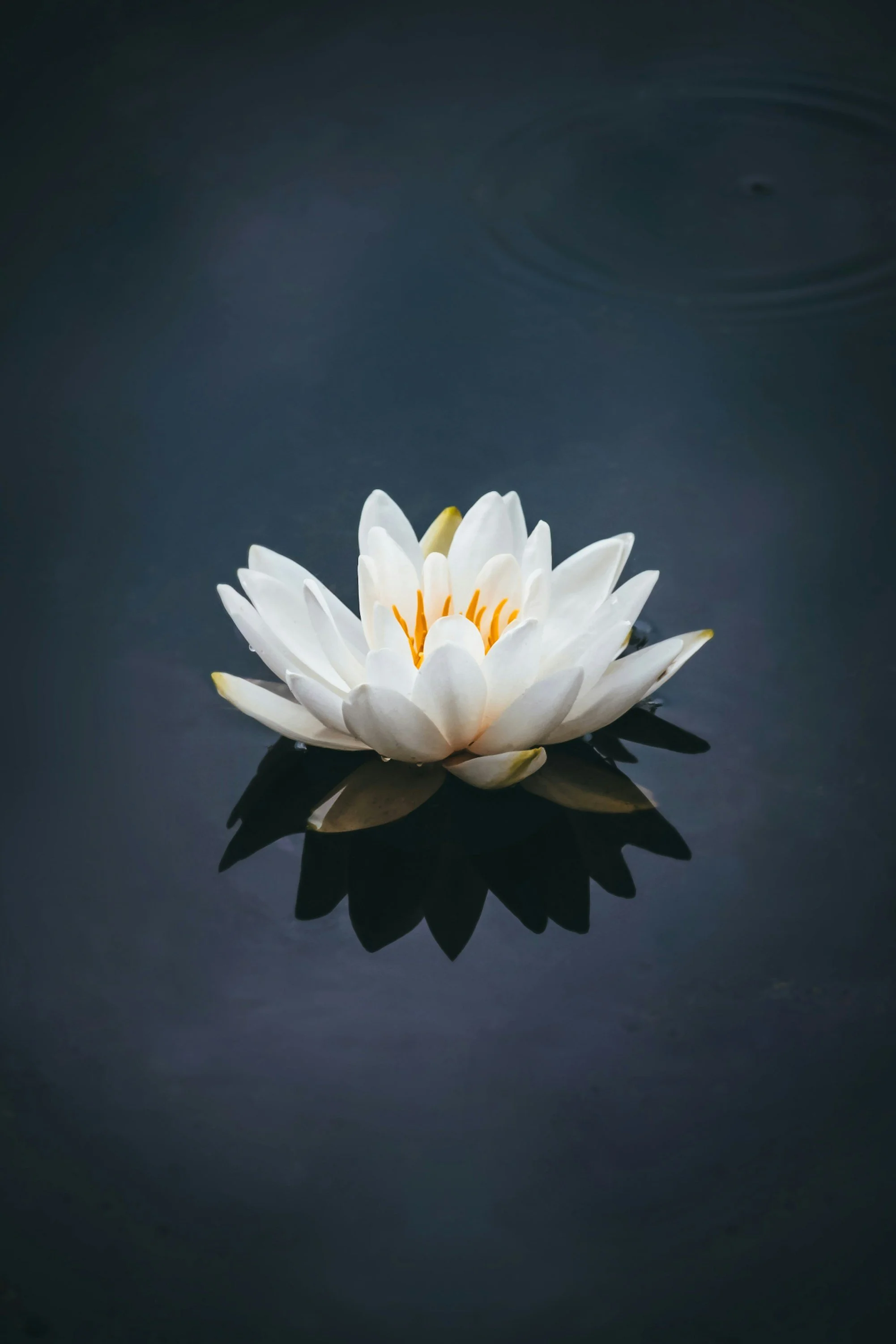 lotus transformation