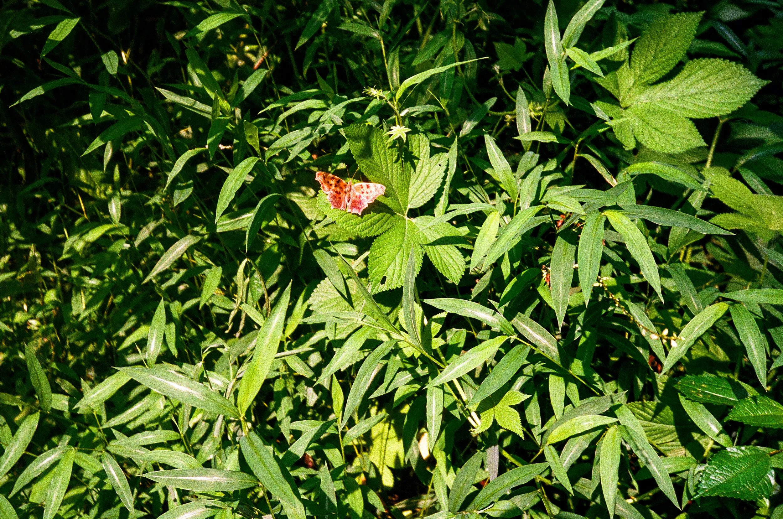 2026_summer_edited-05.jpg