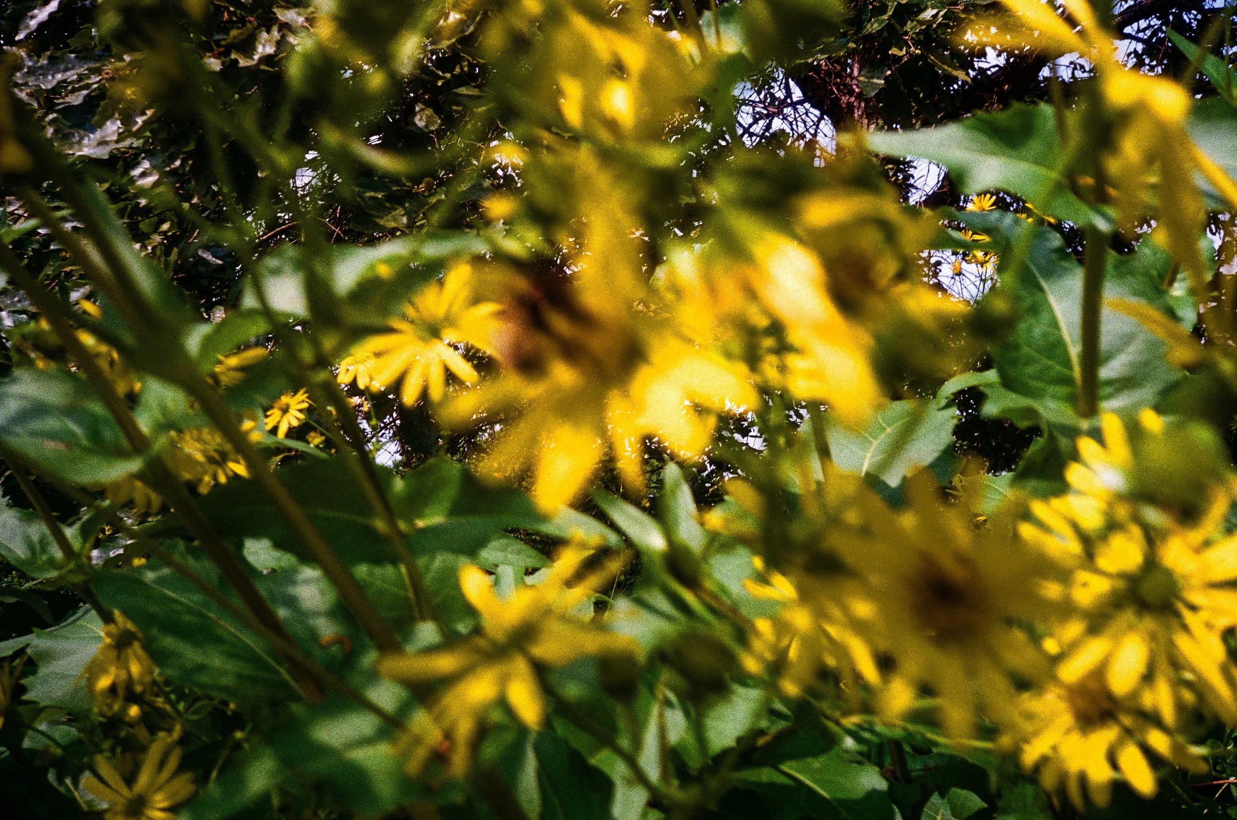 2026_summer_edited-04.jpg