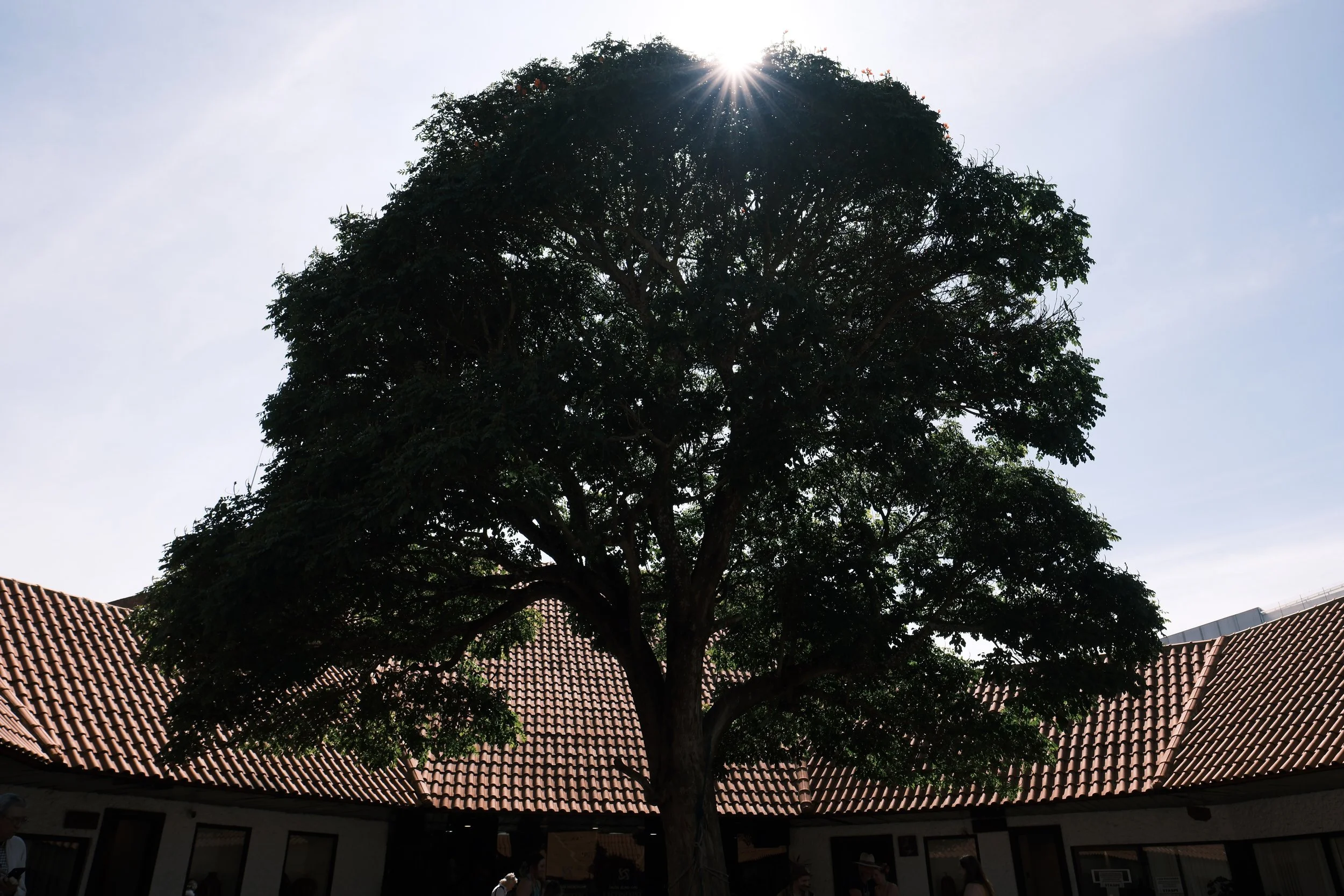 Favorites - 24 of 234.jpeg