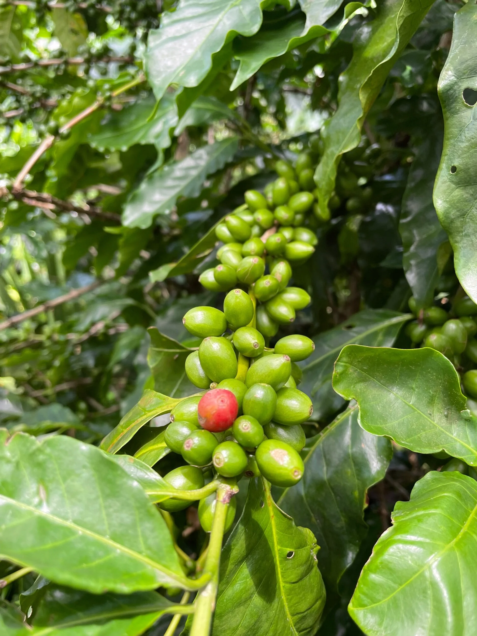 1BEADB5F-56C3-4D29-A32C-DFC789F4B674