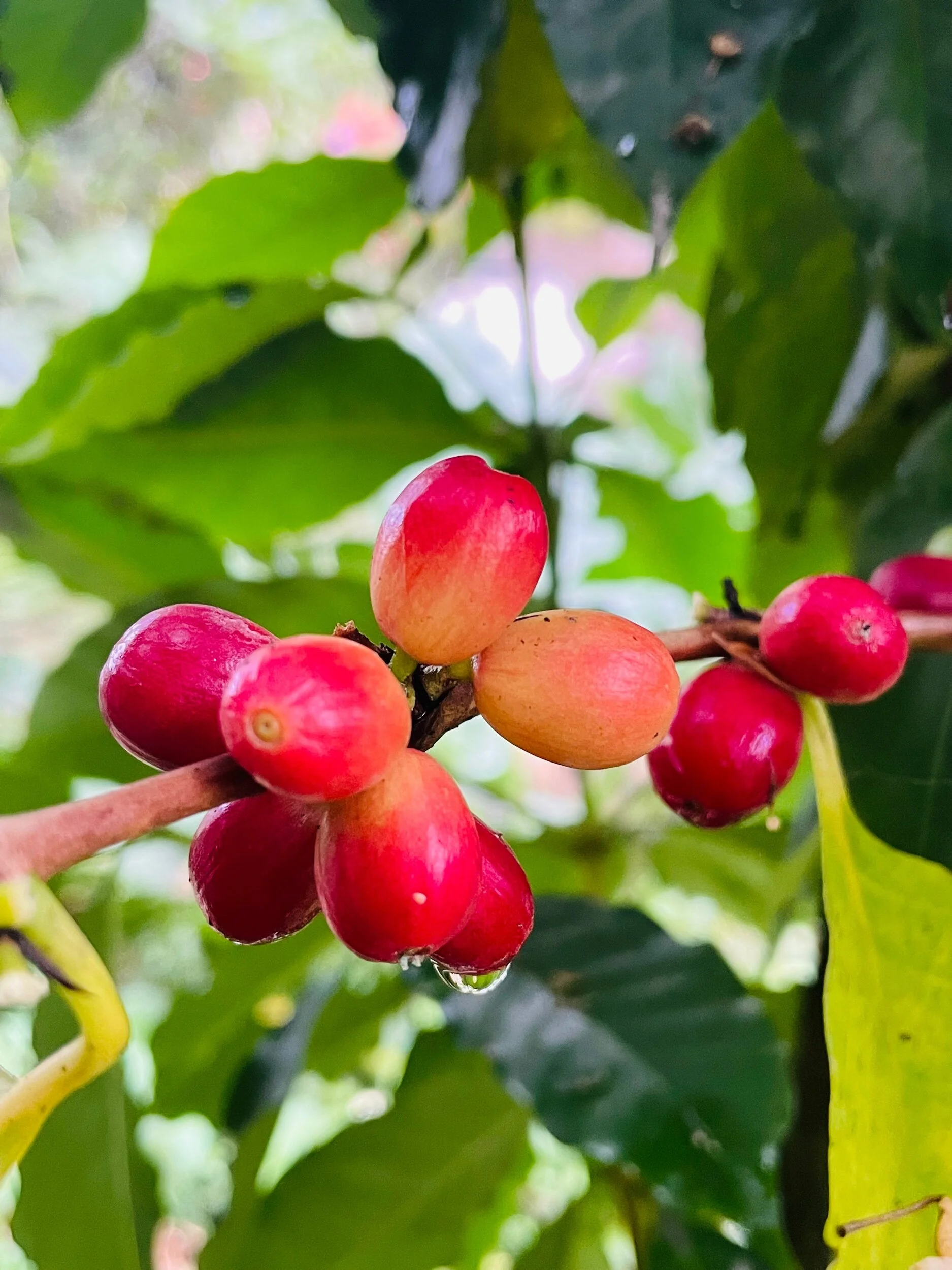 1153B7C7-0A7C-4CFE-9422-2DFE17A3739F