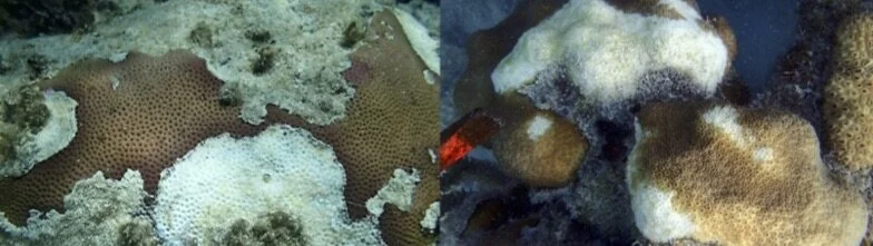 Gross morphology of Stony Coral Tissue Loss Disease (SCTLD) in S. siderea (L) and in O. annularis (R), Photos taken by Dr. Andy Bruckner, FKNMS, Looe Key, August, 2018 (retrieved from https://nmsfloridakeys.blob.core.windows.net/floridakeys-prod/med…