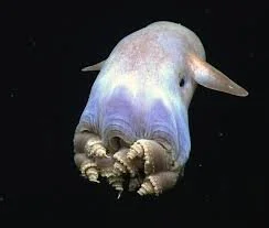 A Dumbo Octopus,Grimpoteuthis, traverses the depths of the Gulf of Mexico. They are found between 9,800 and 13,000 feetPhoto Credit: NOAA Okeanos Explorer, 2014 (photo taken in Gulf of Mexico)