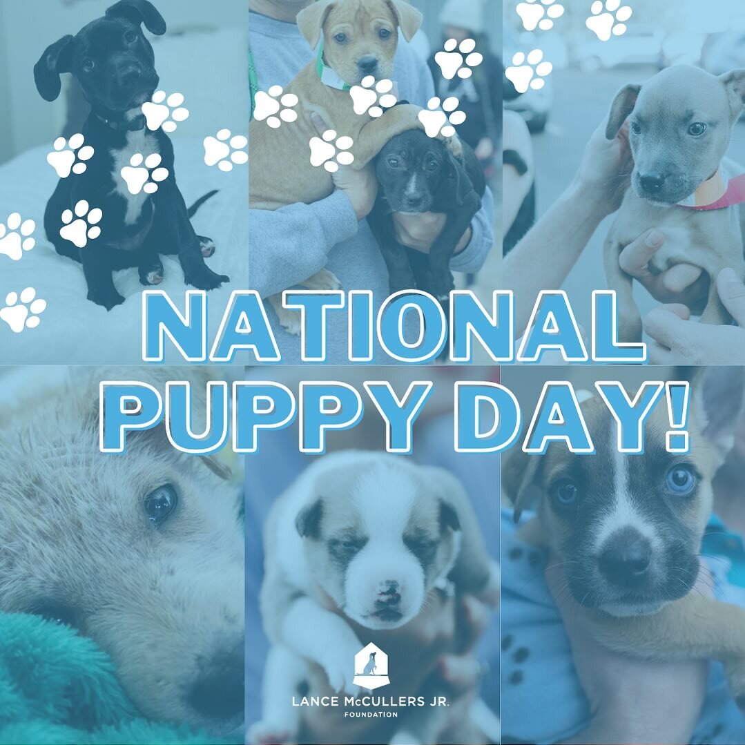 Today is #nationalpuppyday! 🐶

Give your pup some love today, big or small, young or old! 🫶

#athletesandcauses #lancemccullersjrfoundation #nonprofit #adoptdontshop #animalrescue #houston