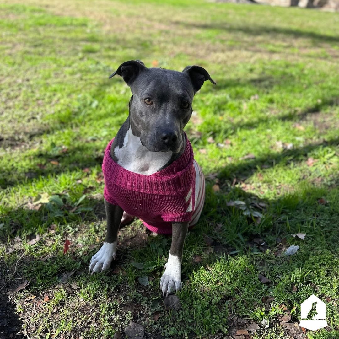 Meet Dulce, one of our Second Chance pups! 🐾 (Swipe to see Dulce&rsquo;s before!)

This sweet girl was originally pulled by a foster at BARC while at risk for euthanasia after all of her puppies had been adopted out.

Once with her foster they notic