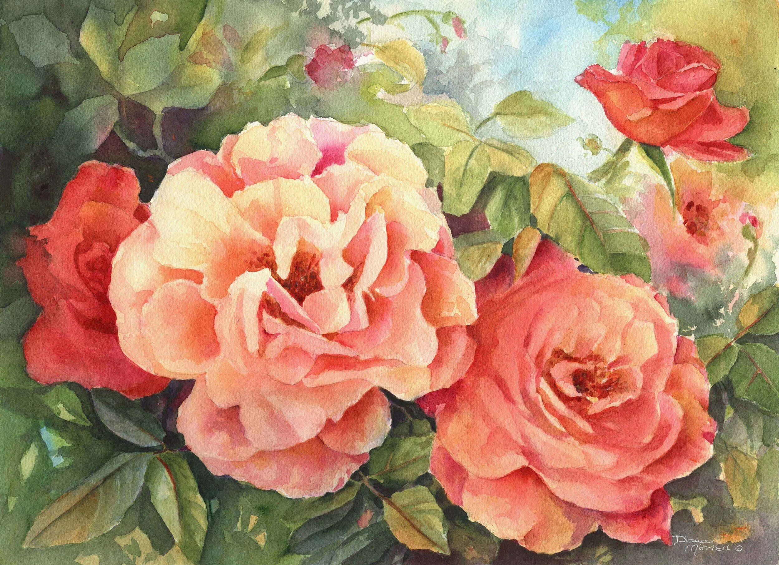 Rose Splendour