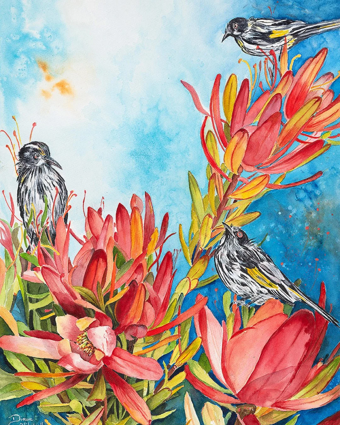 Soft petals, bright feathers and a hum of life - Honeyeaters in the Leucadendrons celebrates the harmony between bird and bloom. Bring nature indoors with a fine art print at dianamitchellart.com 🌿