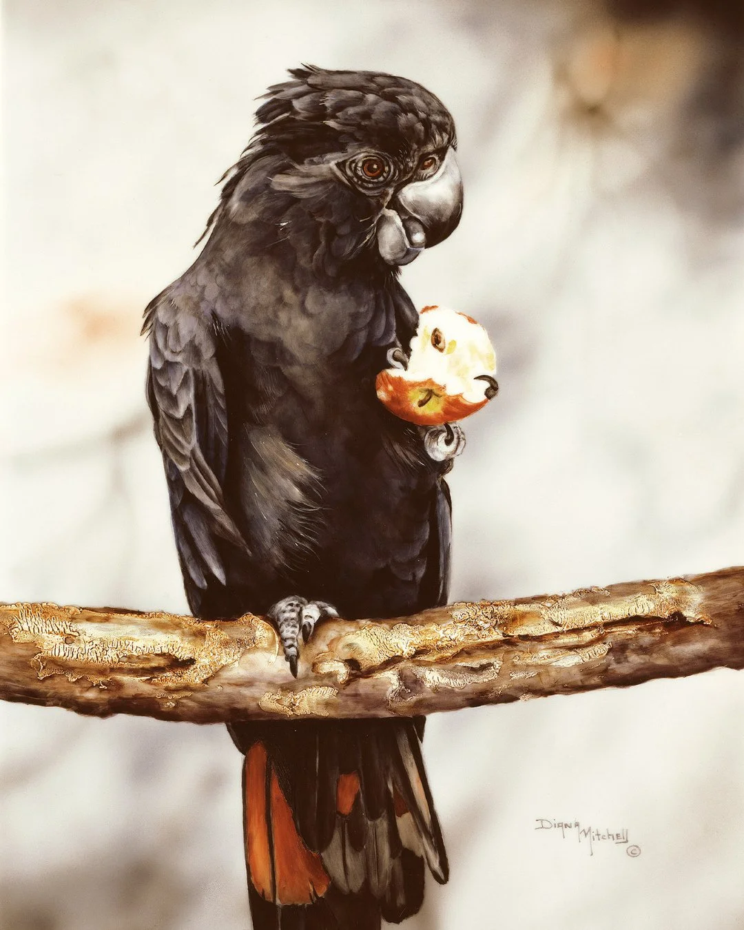 A cheeky black cockatoo caught mid-snack &mdash; full of character and charm 🖤 Shop Lunch Time print via link in bio!