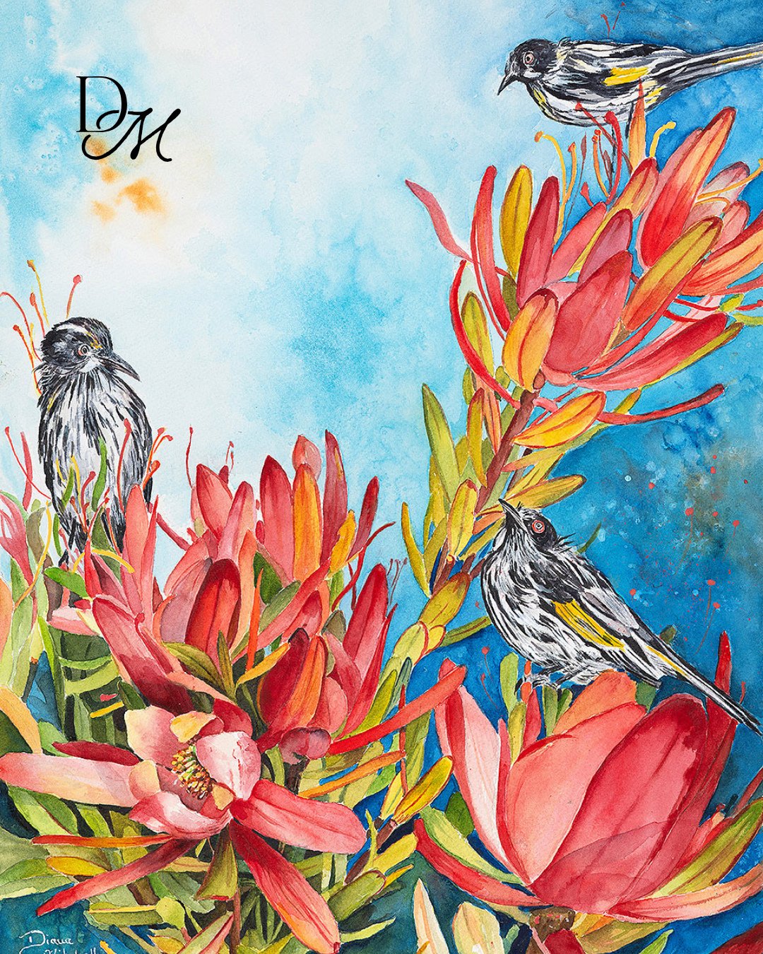 Three lively honeyeaters gathered amongst vivid red blossoms. A moment full of movement, contrast, and natural energy. Find Honeyeaters In The Leucadendrons via the link in bio!