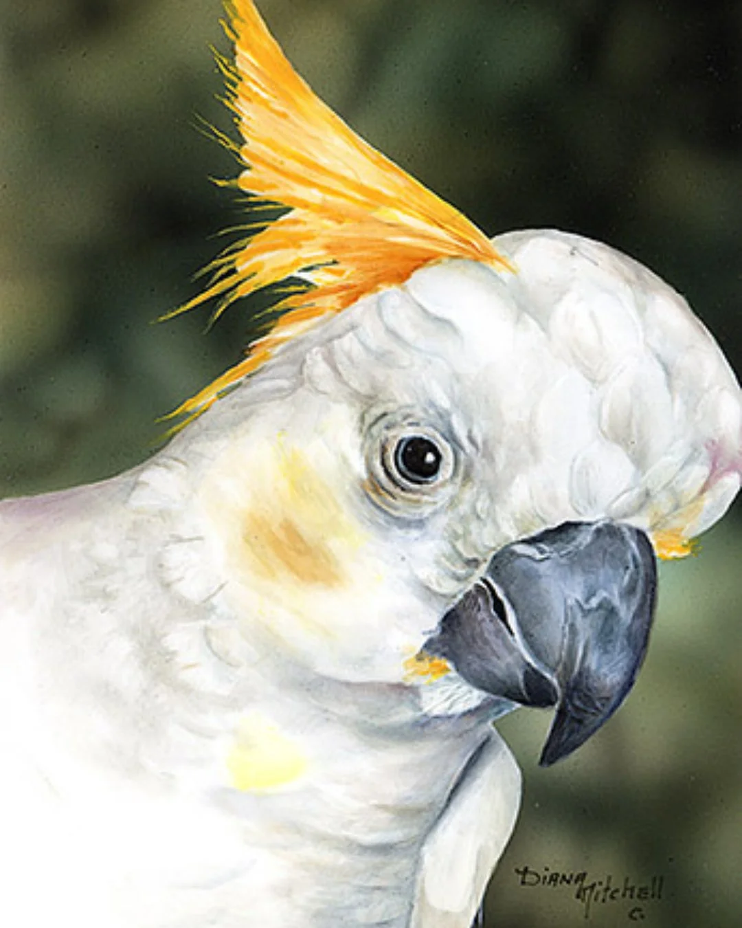 Bright, bold and beautifully expressive. This close-up celebrates the character of the Australian cockatoo. A portrait filled with attitude and warmth. Find Hello Cocky via the link in bio.