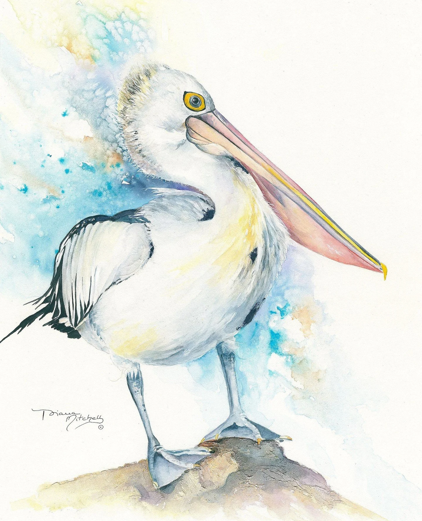 Still and searching, Looking for Percival captures a pelican in a quiet moment of pause. View Looking for Percival via the link in bio 🖼️