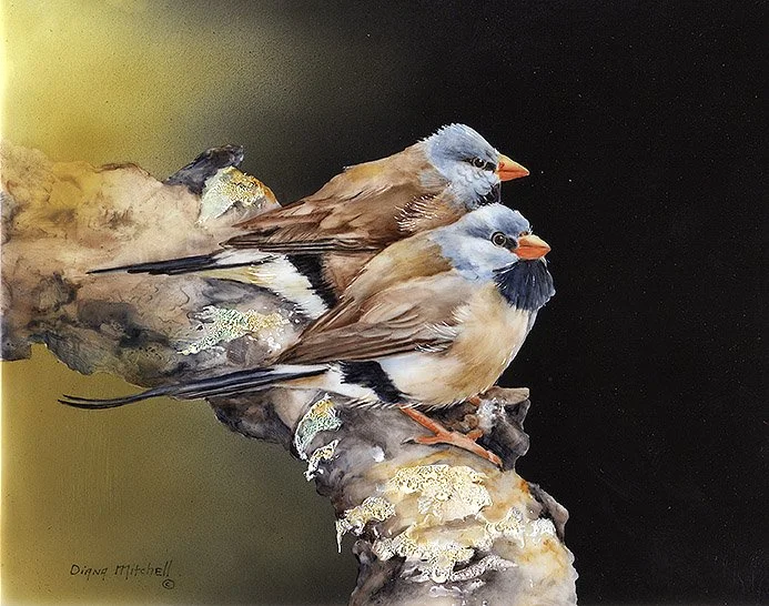 Long Tailed Finch