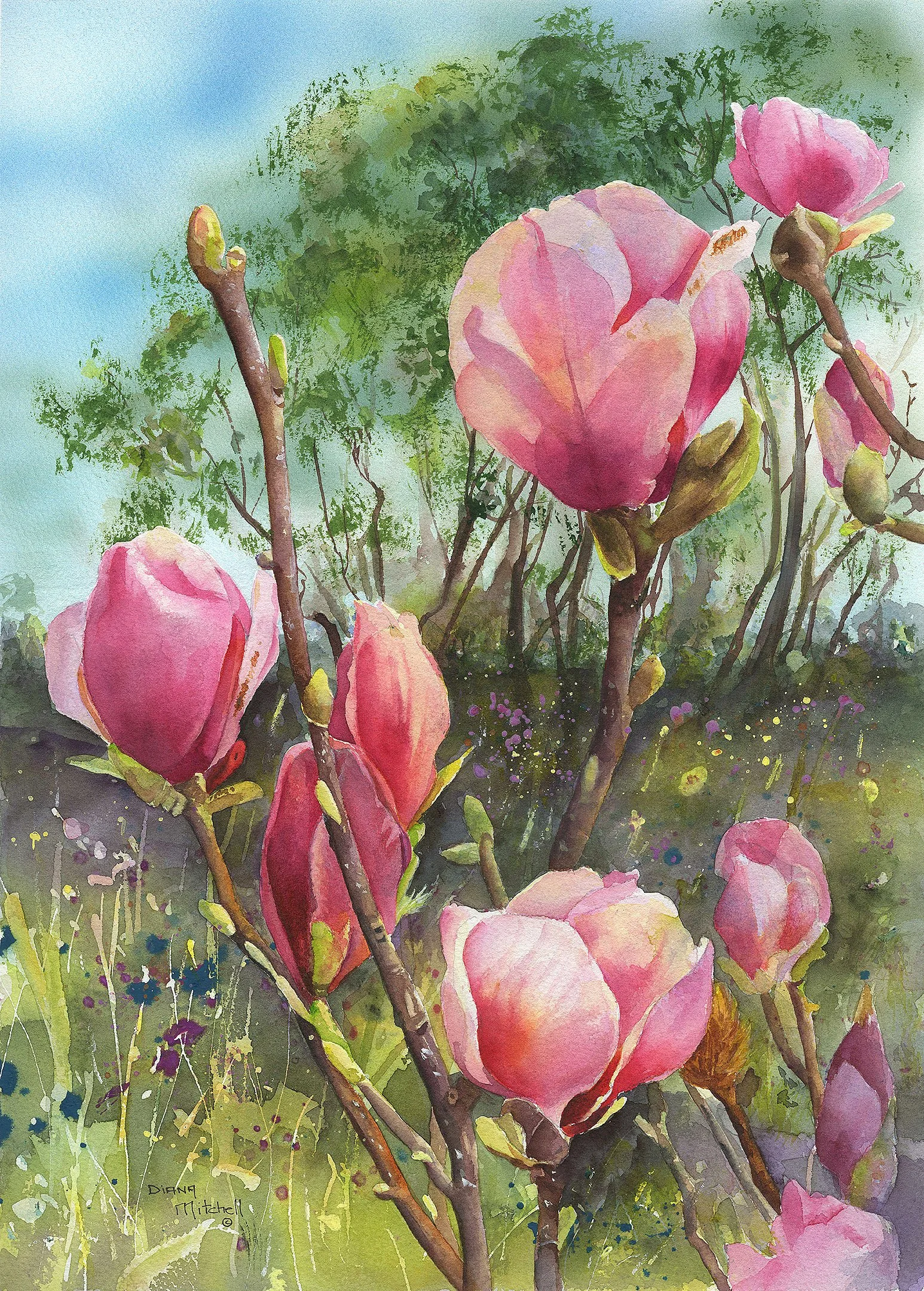 Field of Magnolias