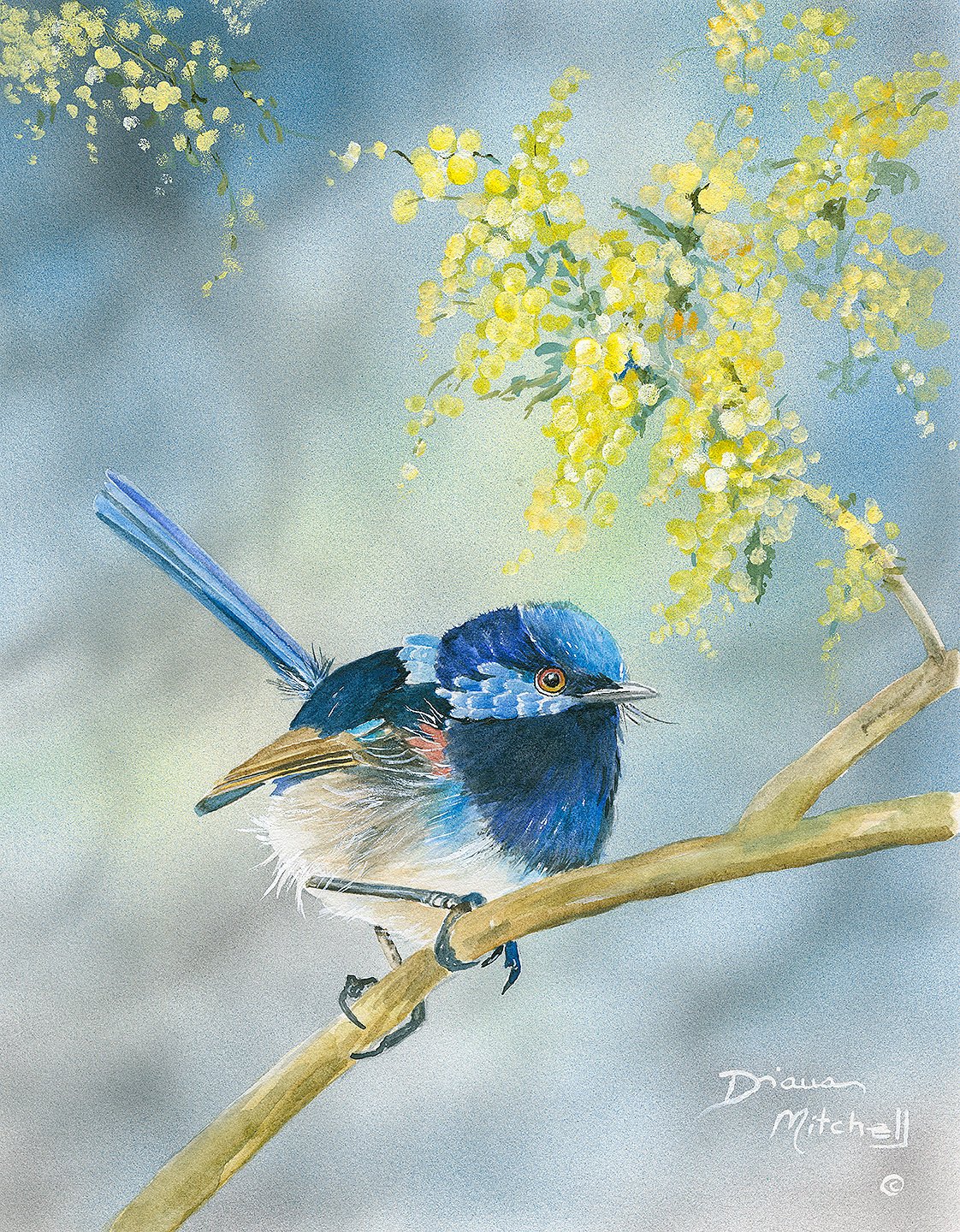 Blue Wings in the Wattle