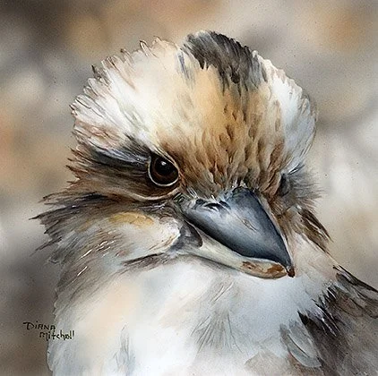 Kookaburra