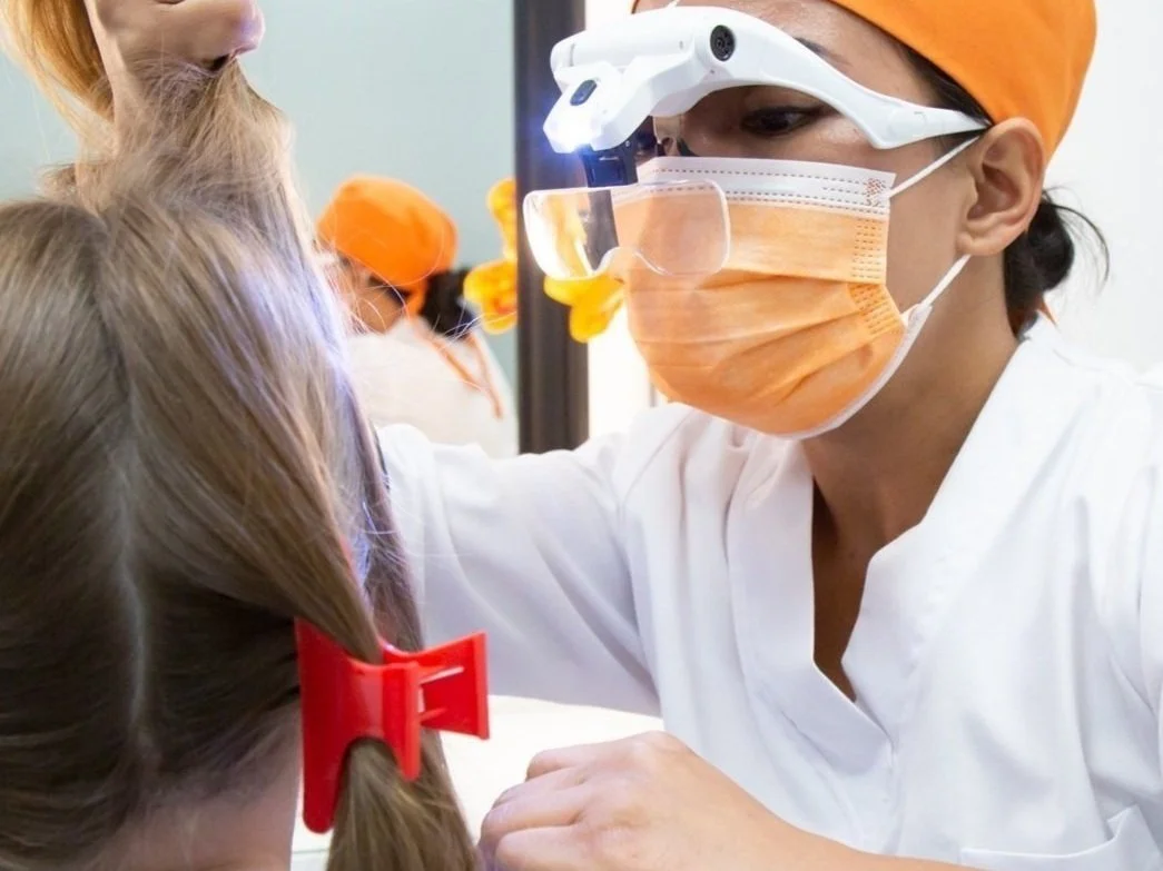 How long is the lice life cycle? — Lice Specialists