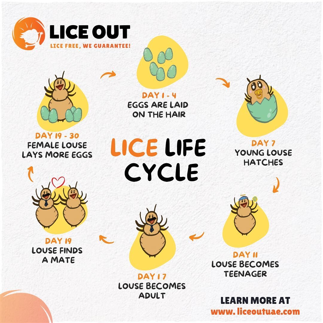 Lice have a short life period - it takes 33 to 35 days from when the egg is laid until the louse dies. 🧬 However, each female can lay up to 10 eggs per day! 🥚

Help us break the lice life cycle among your family! Get rid of lice today!
+971 052 230
