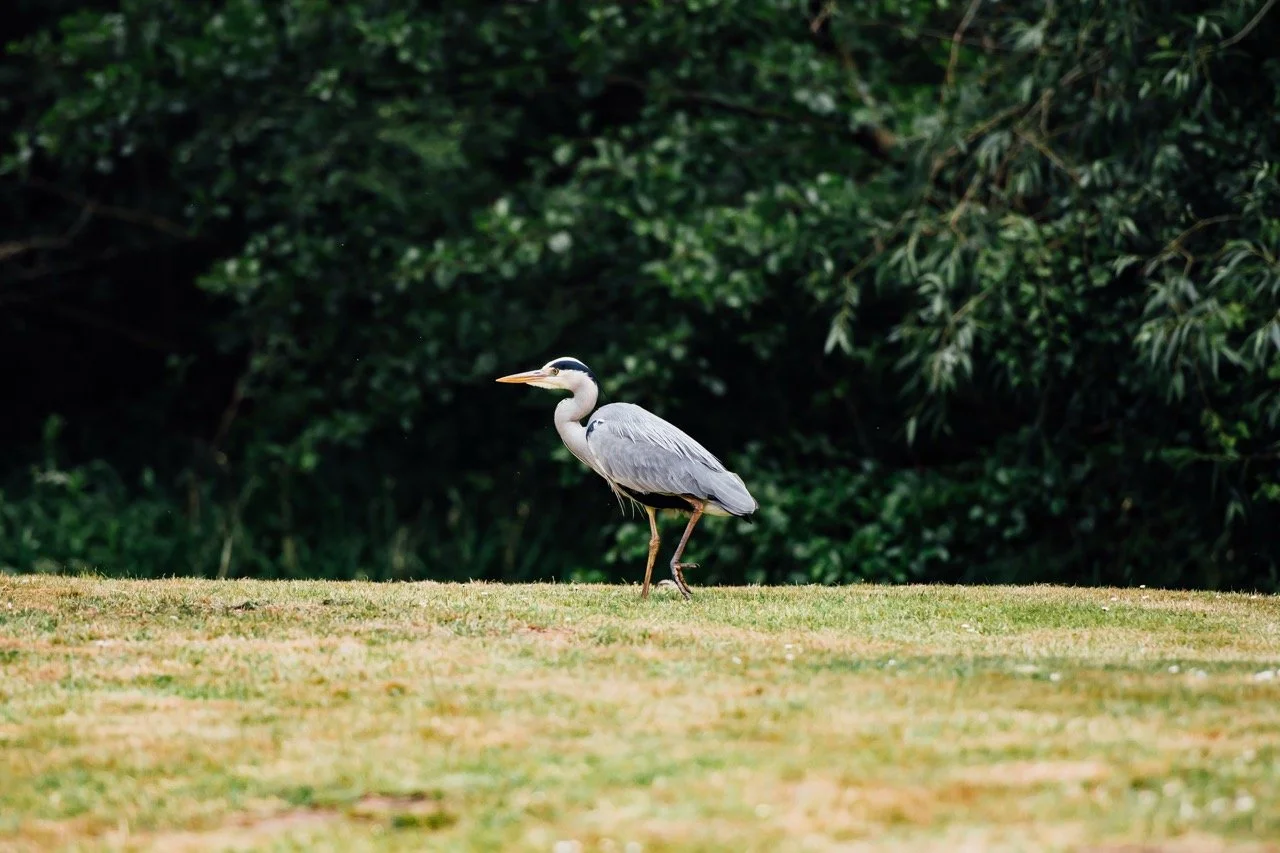 A heron standing on grass with a dark green leafy background.