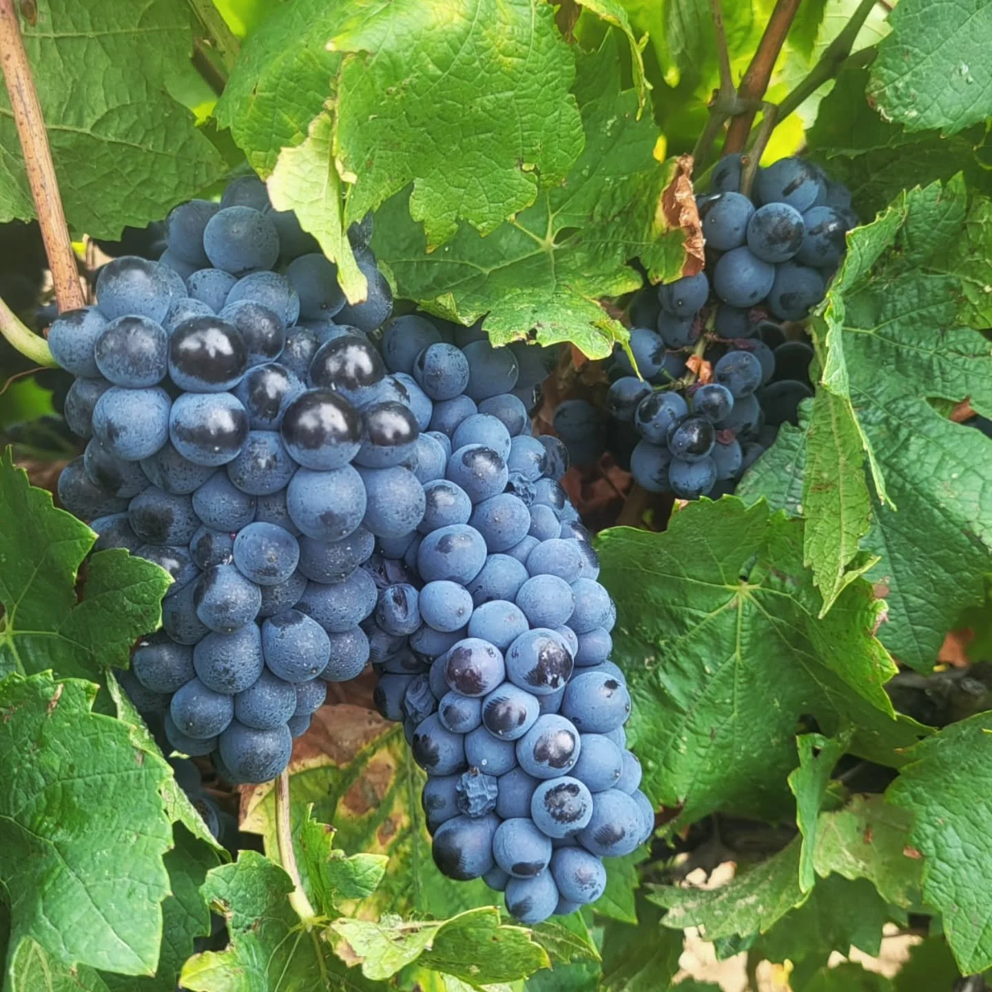 Vendanges 2025 J+10
Un risque de grêle nocturne s'est introduit dans le programme alors nous rentrons notre dernière parcelle de Pinot Noir (initialement prévue demain)