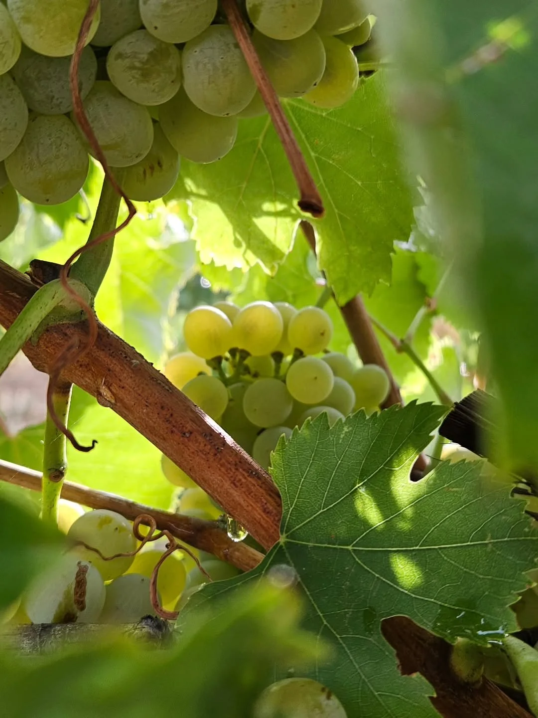 Vendanges 2025 J+ 25: Le décuvage des pinots noirs est fini depuis quelques jours. Il reste 70 % de la récolte sur pied, dont les derniers blancs qui se font désirer comme l'assyrtiko, le grenache gris and co.