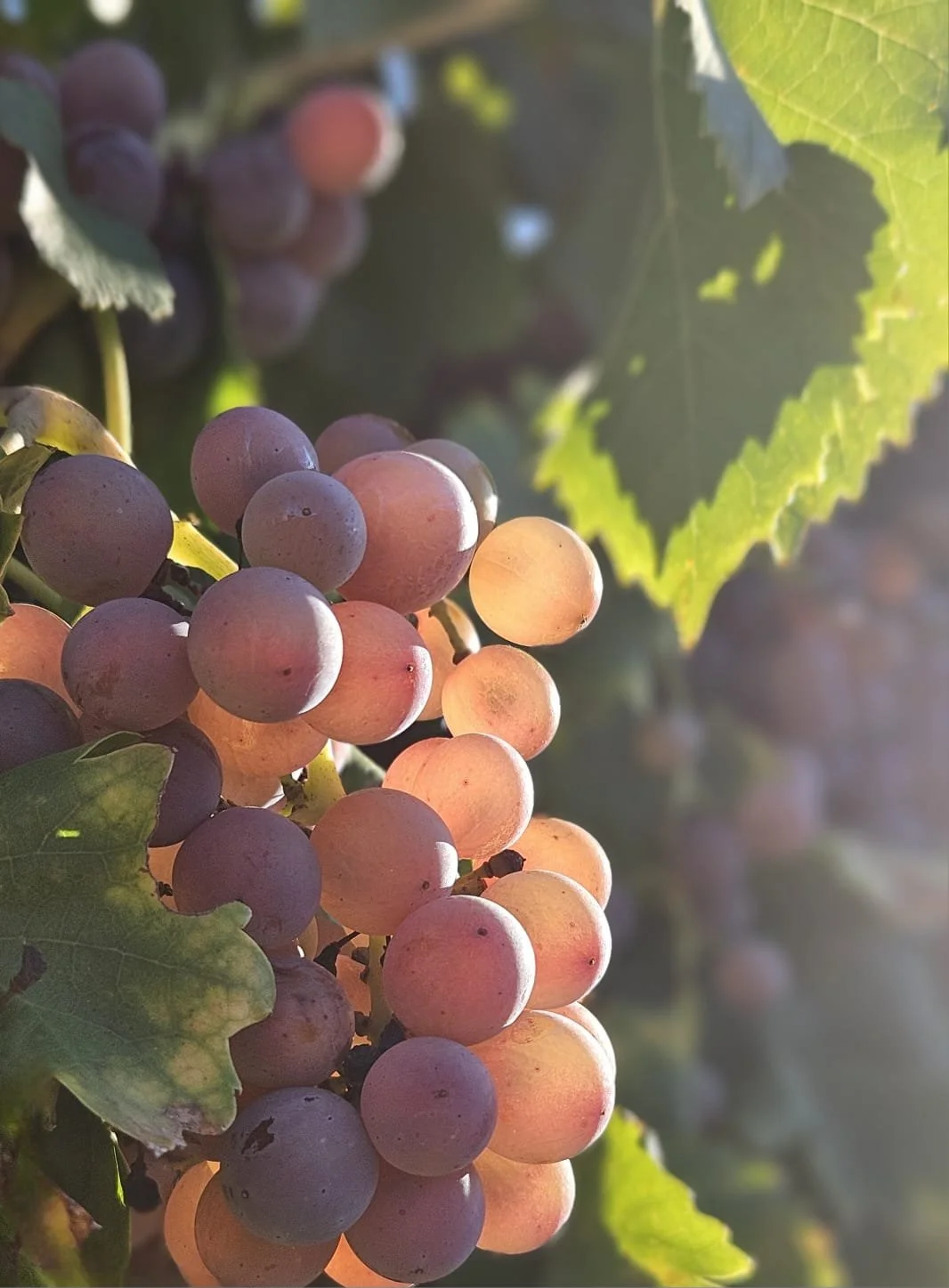 Journal de vendanges 2025