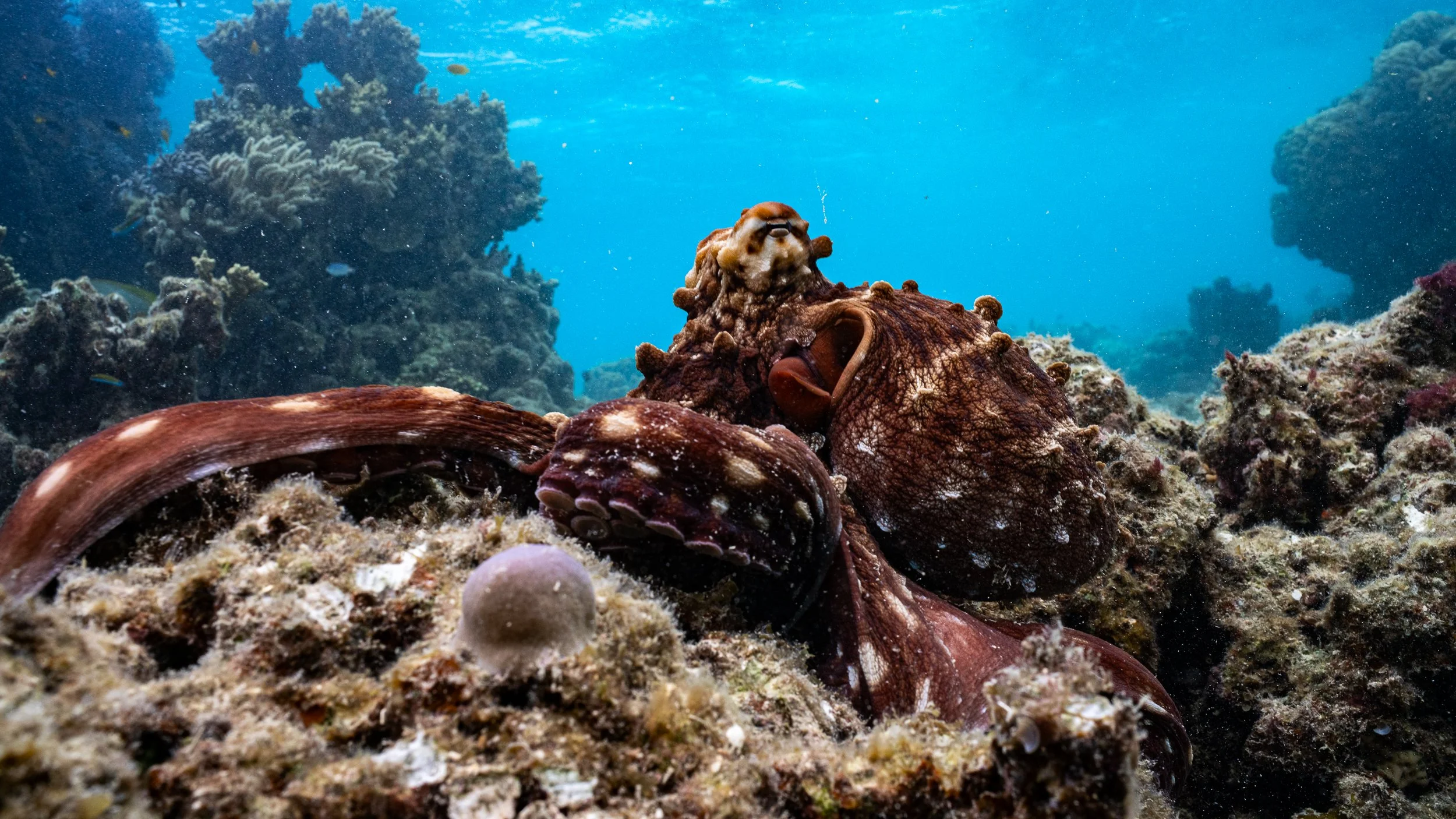 Octopus on coral reef, Lizard Island, Great Barrier Reef