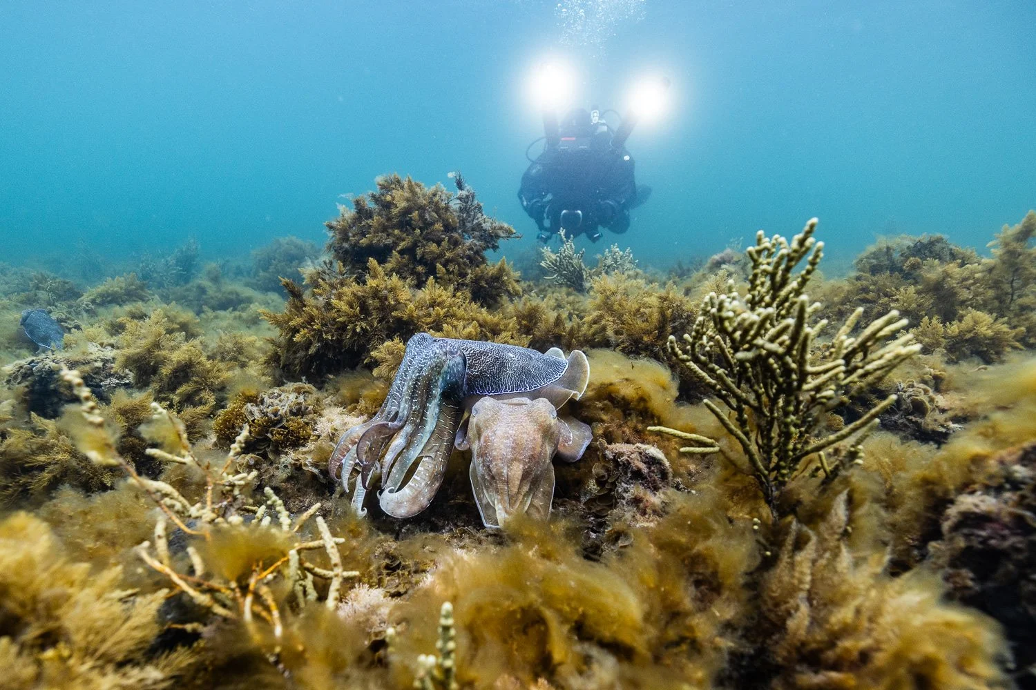Giant Cuttlefish_Whyalla_Must Credit Harriet Spark2.jpg