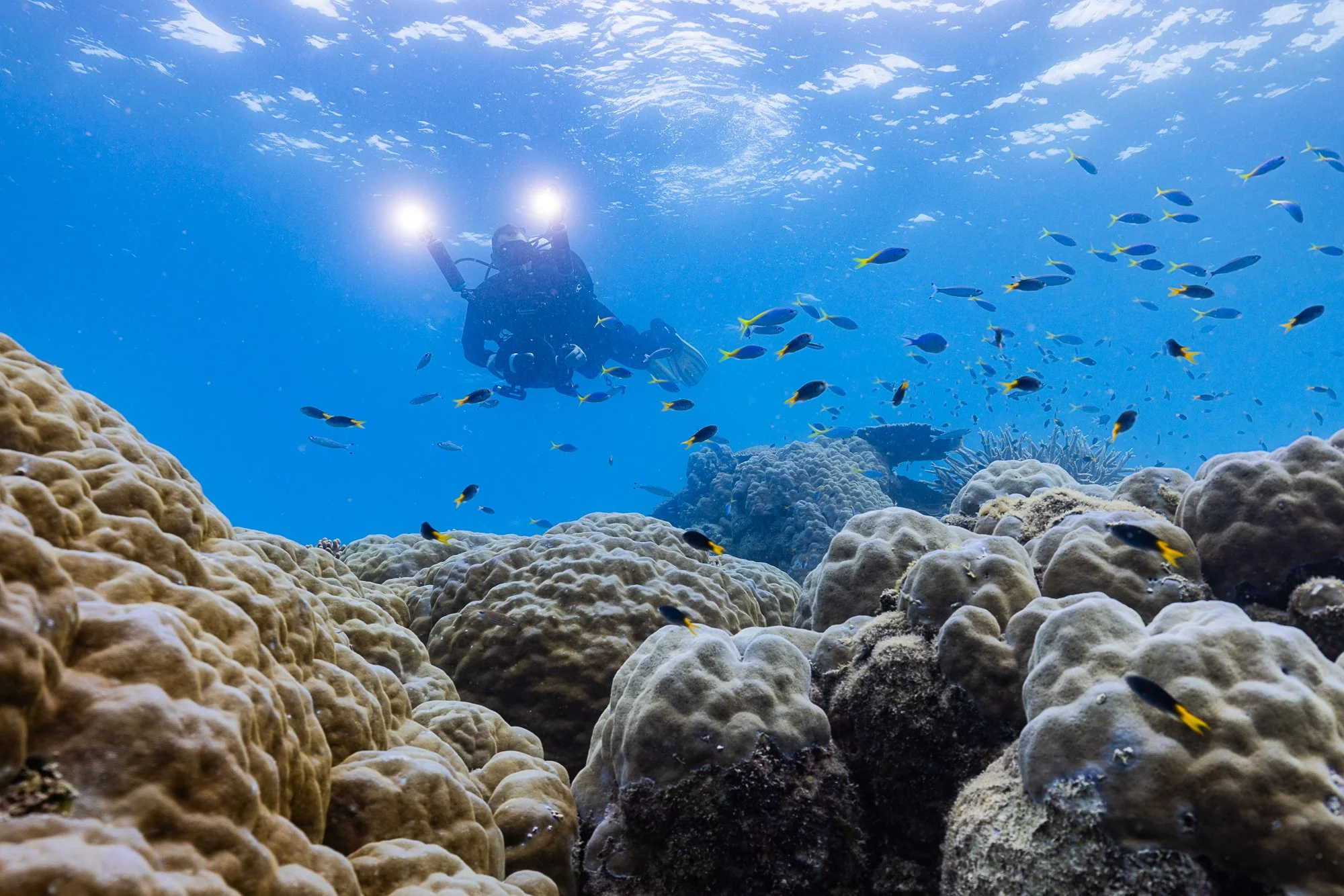 Underwater cinematographer Woody Spark filming coral reef and  marine life at Ellison Reef, Great Barrier Reef