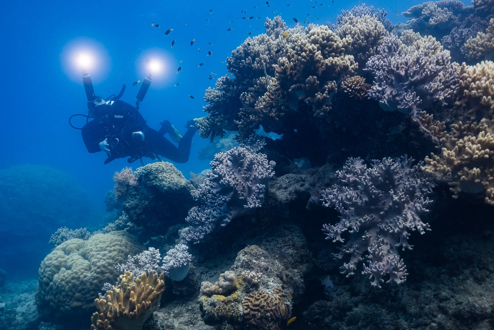 ellison-reef-woody-spark-reef-wildlife.jpg
