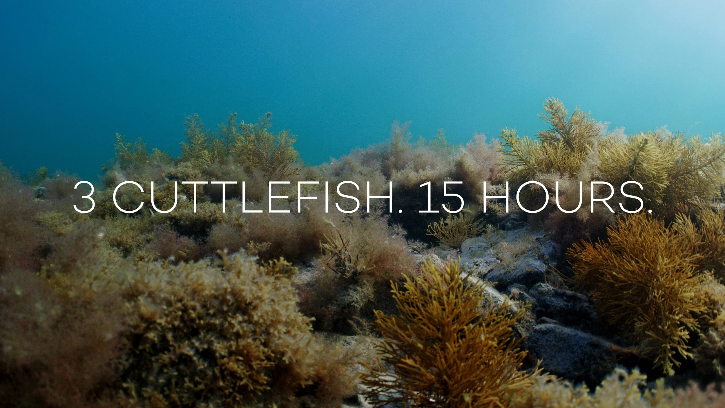 WHYALLA 2026: WHERE ARE THE GIANT CUTTLEFISH?
