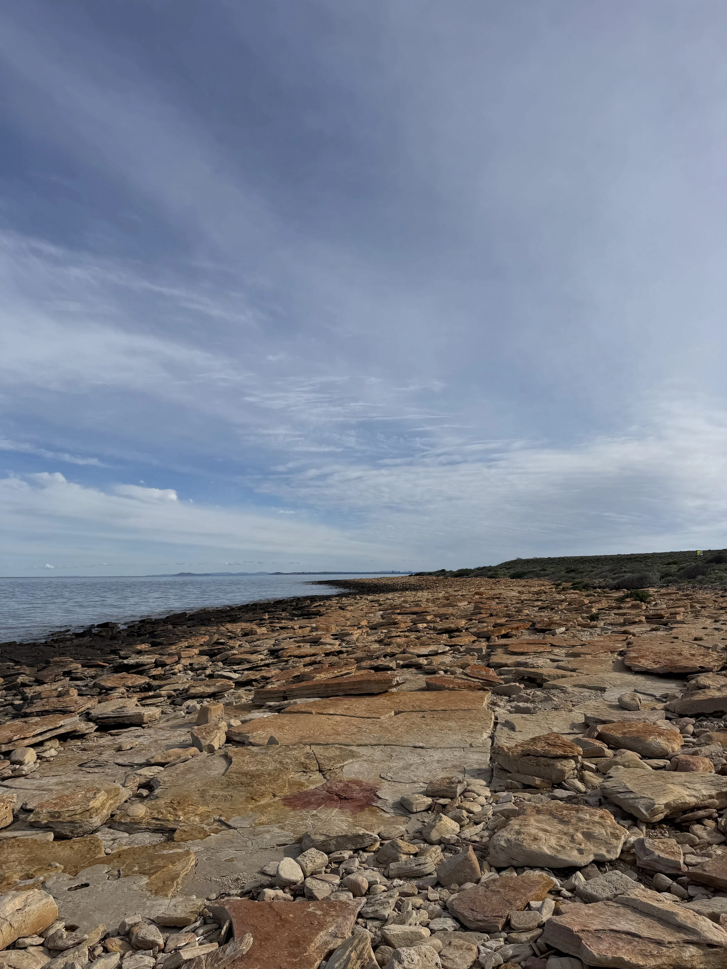 whyalla-spencer-gulf-2026-cuttlefish.jpg