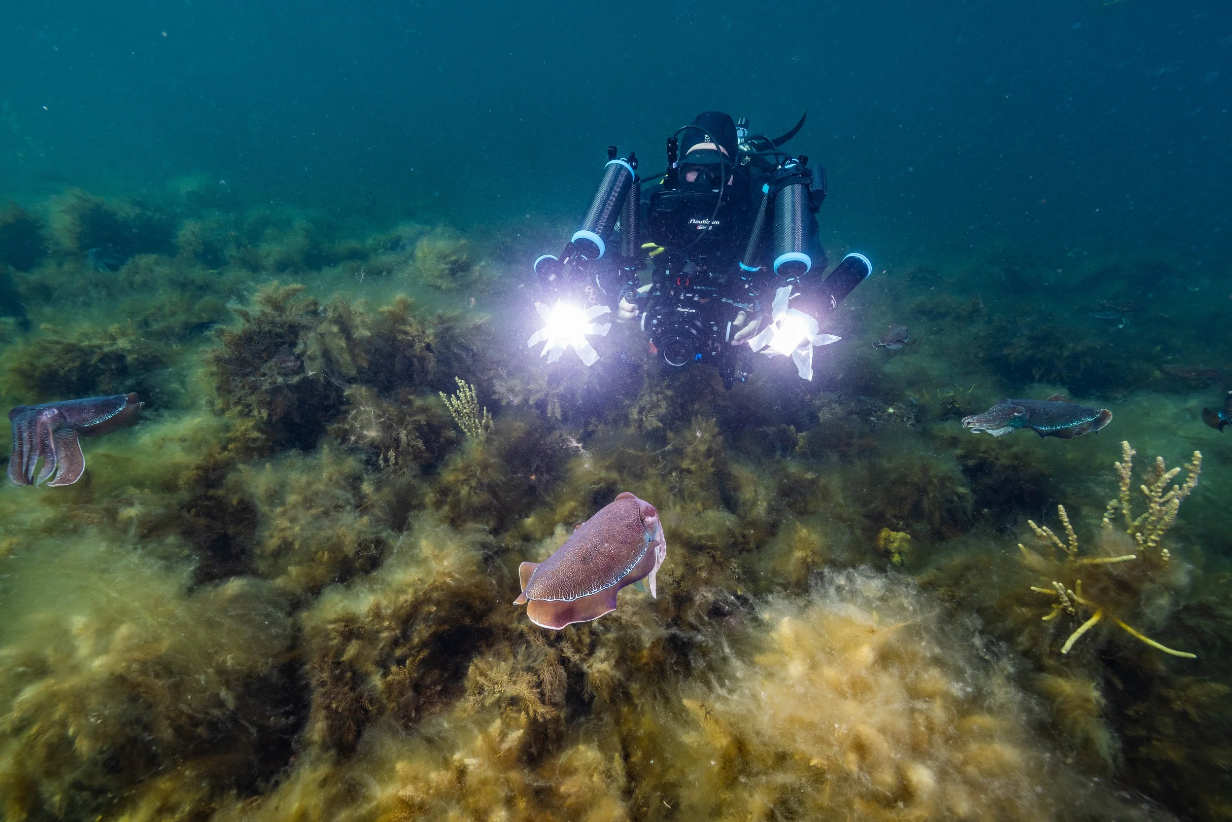 How Do I Become an Underwater Cinematographer?