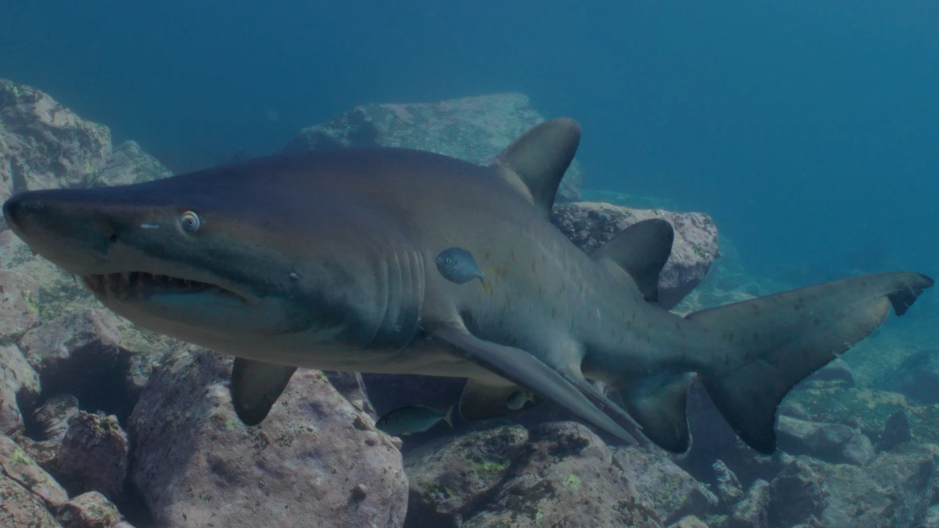 Grey nurse shark filmed off the NSW coast near Sydney