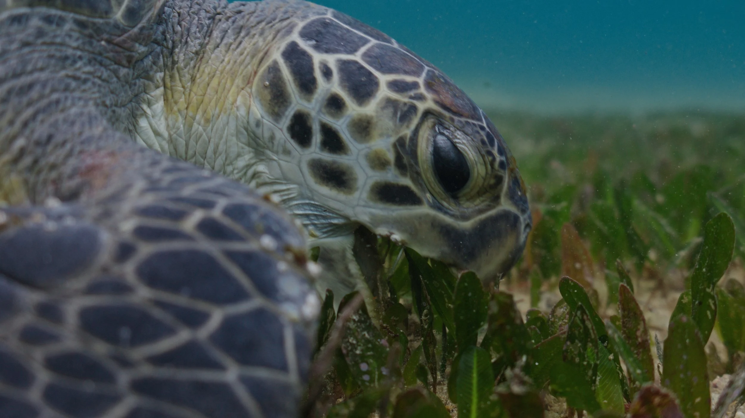 Green turtle filmed in Australian coastal waters