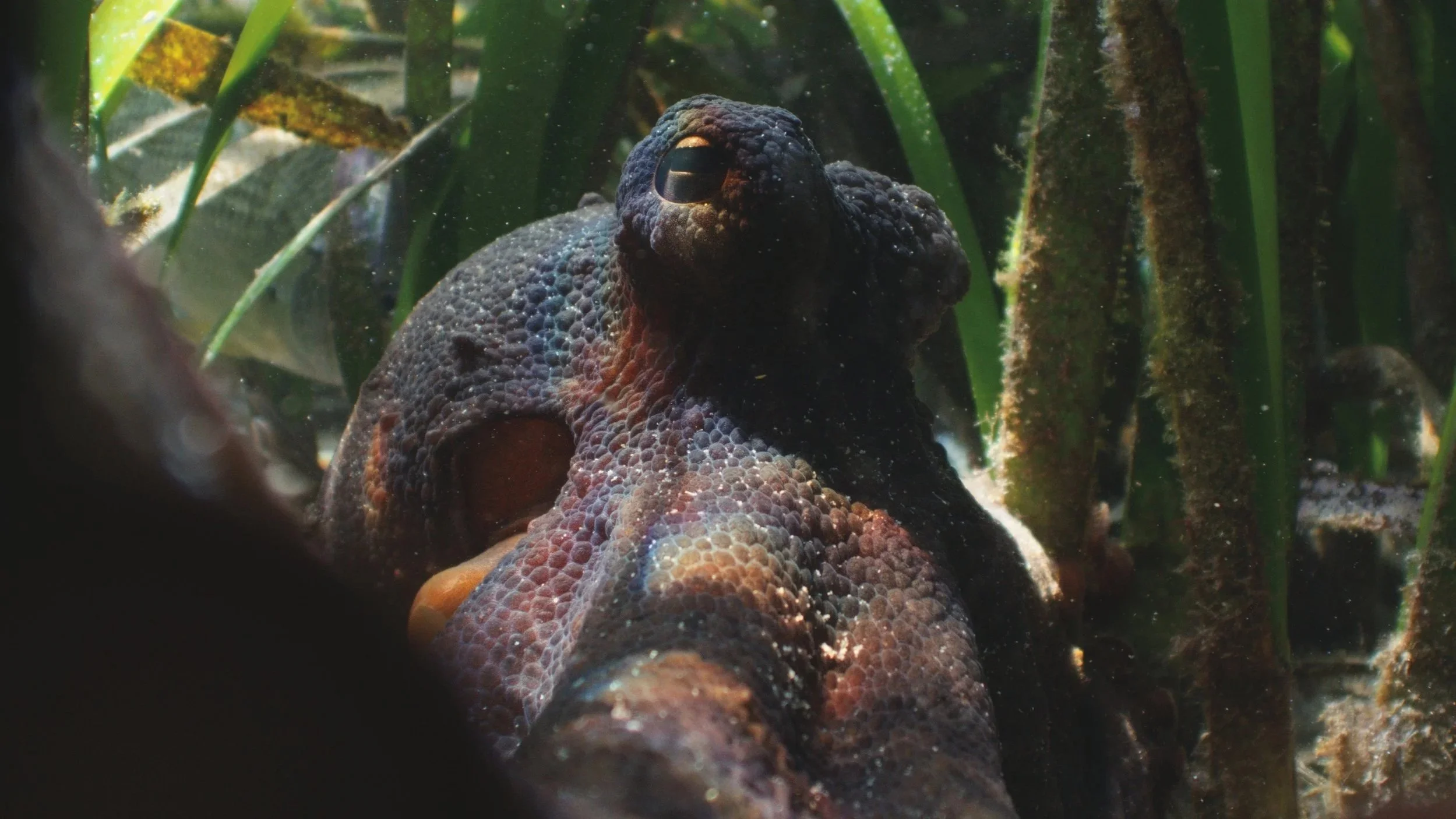 Octopus filmed underwater in Jervis Bay, NSW, for NHK's "Amazing  Octopus"