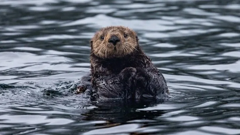 OTTERS 3D | IMAX