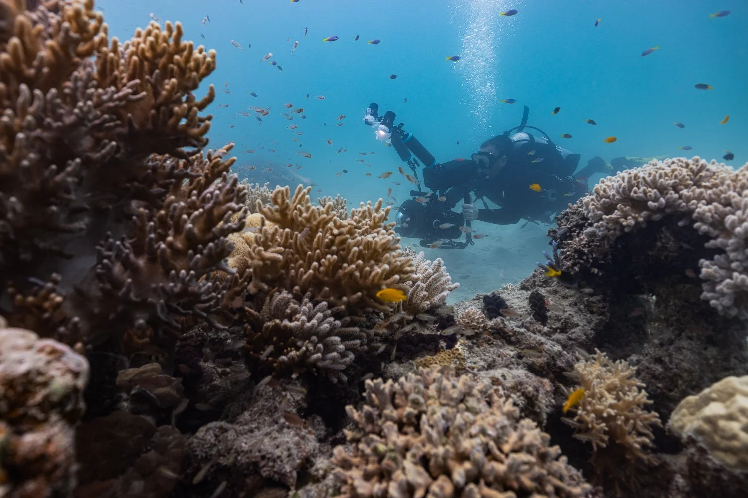 Woody Spark filming underwater on the Great Barrier Reef