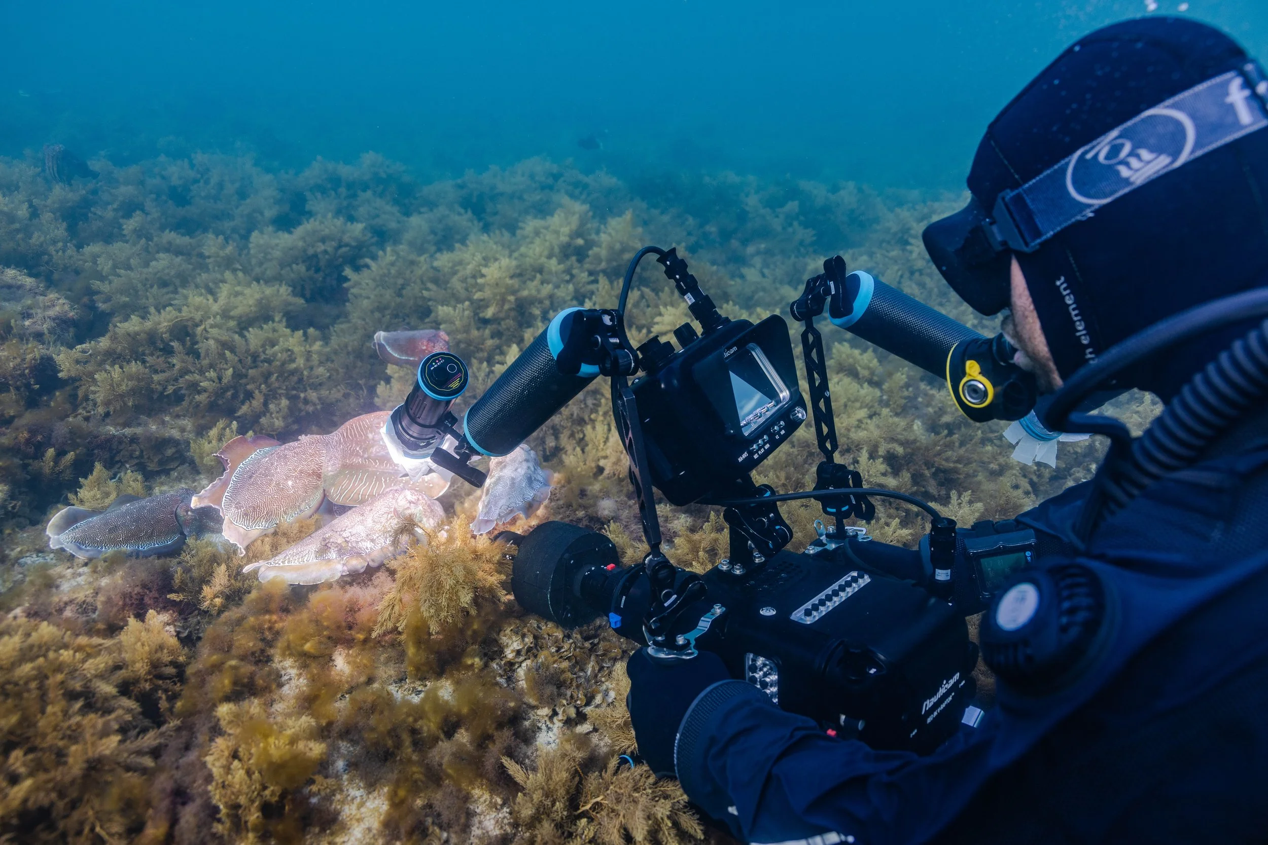 Woody Spark filming Giant Australian Cuttlefish in Whyalla, South  Australia