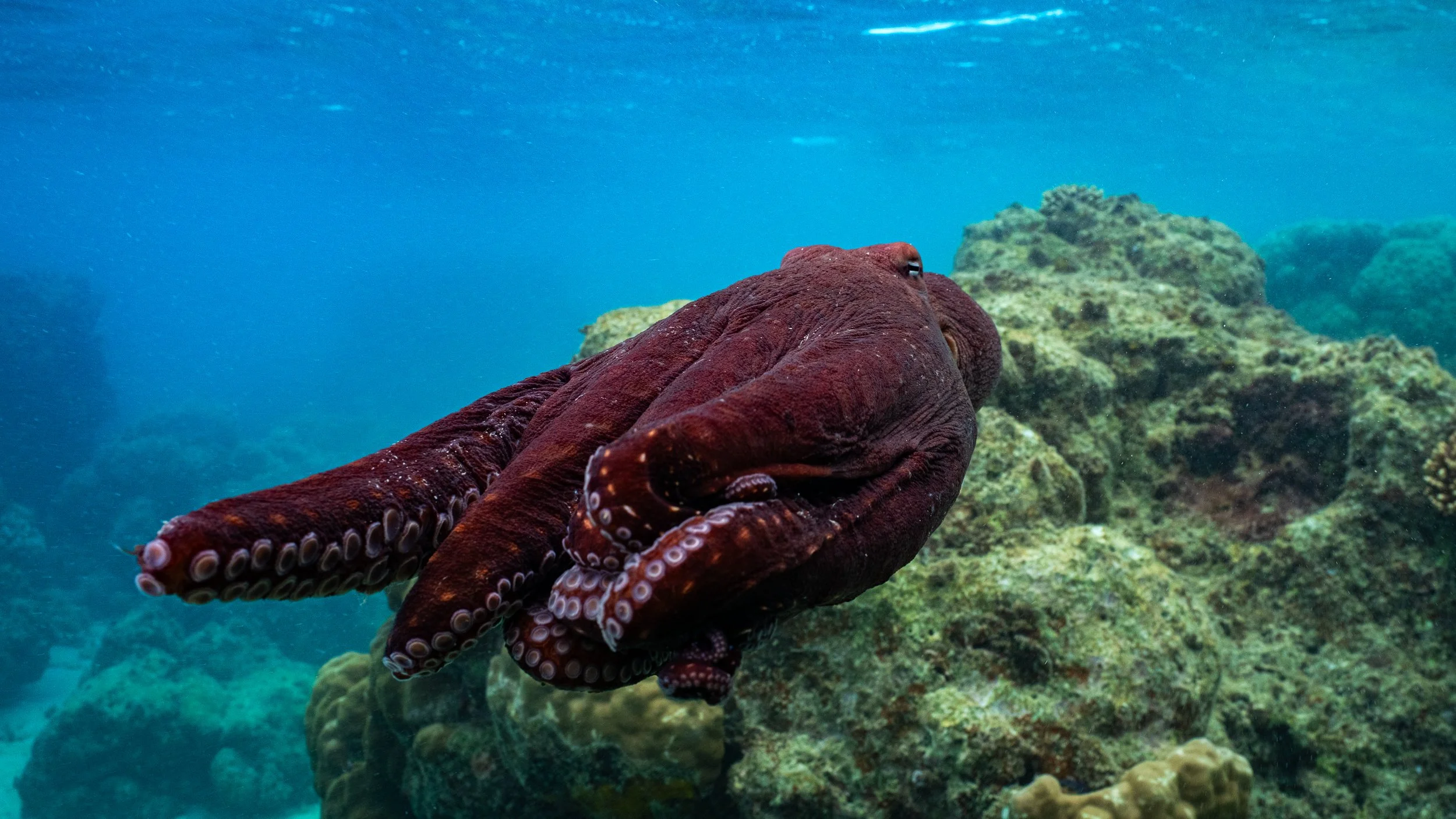 Octopus swimming over coral, Lizard Island, Great Barrier Reef