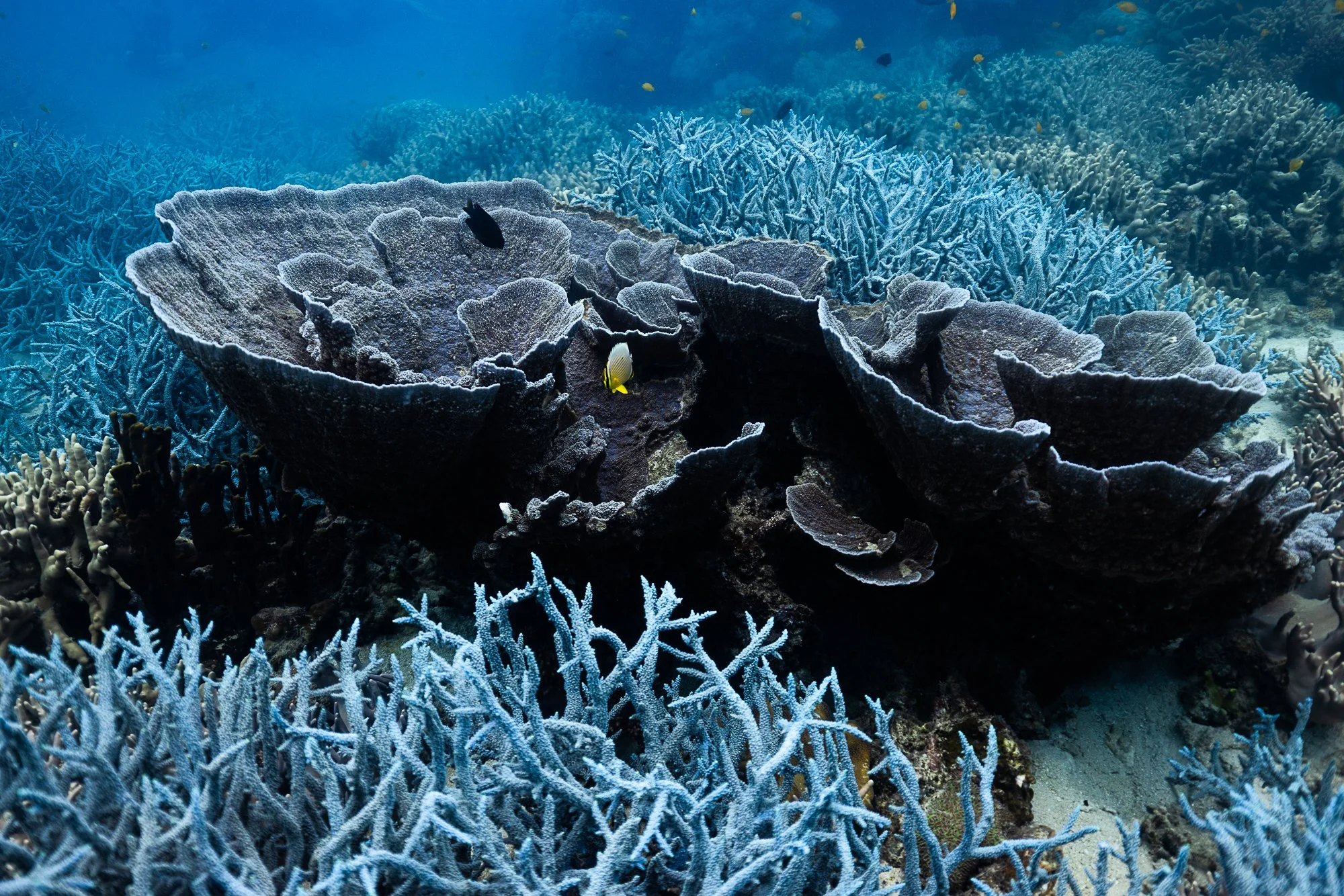Underwater DOP Filming Coral