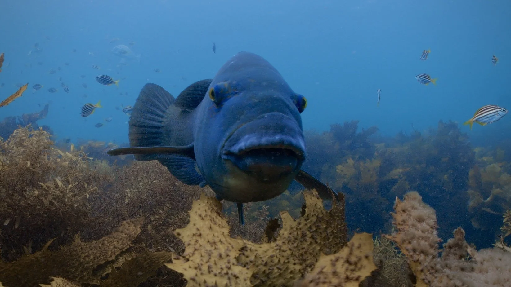 Blue groper, a native NSW species filmed off Sydney