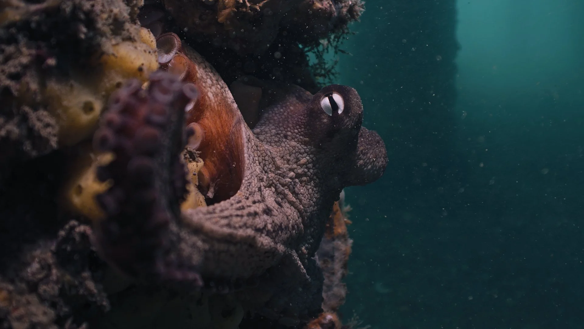 Octopus filmed at Chowder Bay, Sydney Harbour