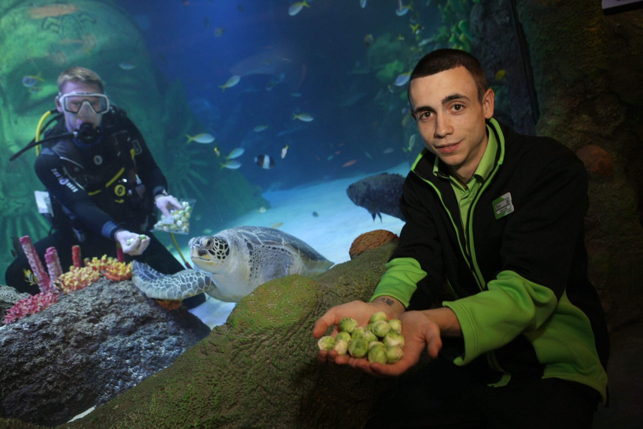 Turtle on the slim fast plan to rid him of his cankles!