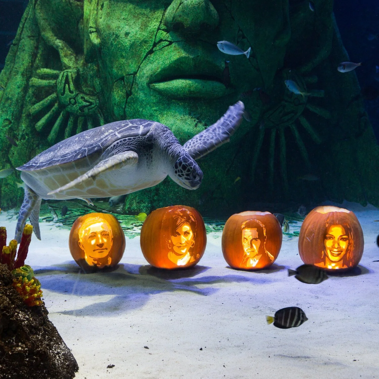 131017_ernie_pumpkins_sealifediscoverycentre_006.jpeg