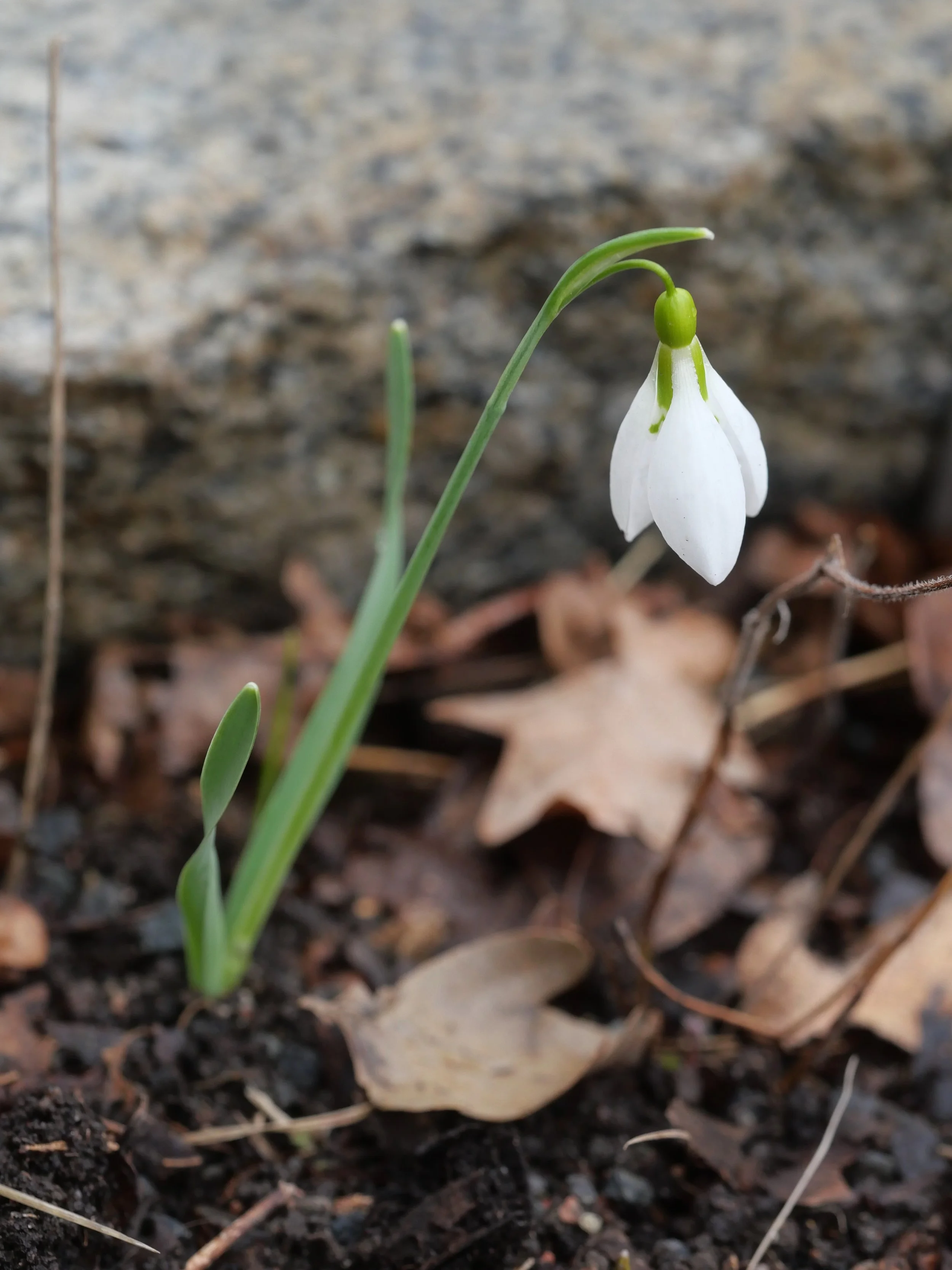 Galanthus gracilis
