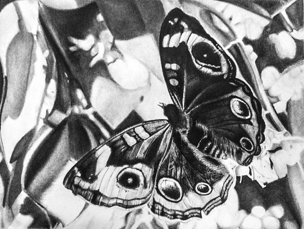 Art_AP 2-D_2014_Charcoal_Butterfly.jpg